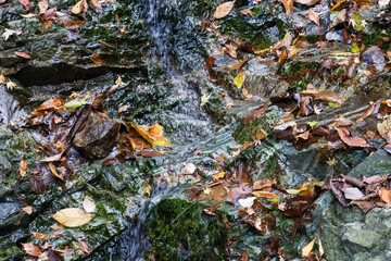 苔むした岩と崖から落ちる美しい小さな滝
紅葉が美しい。
神奈川県清川村、早戸川林道-2024年
