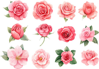 Fototapeta premium set of pink roses
