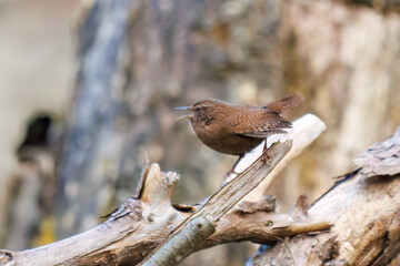 小さい体なのに大きな声で必死にさえずる可愛いミソサザイ（ミソサザイ科）
英名学名：Eurasian Wren (Troglodytes troglodytes)
紅葉が美しい。
神奈川県清川村、早戸川林道-2024年
