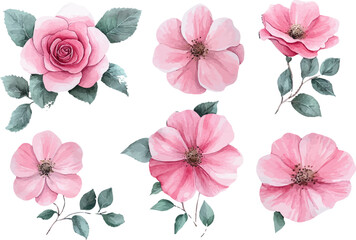 Fototapeta premium set of pink and white flowers