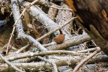 小さい体なのに大きな声で必死にさえずる可愛いミソサザイ（ミソサザイ科）
英名学名：Eurasian Wren (Troglodytes troglodytes)
紅葉が美しい。
神奈川県清川村、早戸川林道-2024年
