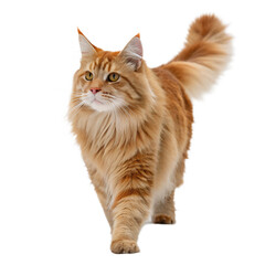 Obraz premium A majestic ginger cat with a slightly ruffled coat walking forward confidently