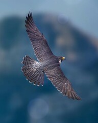 This stunning close-up captures a majestic Peregrine falcon in flight against a blurred backdrop of...