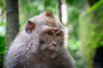 macaque baby in the forest