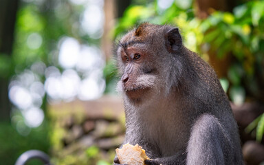 macaque close out portrait