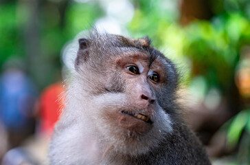 macaque close up