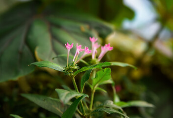 Close-up of pink blooming Pentas lanceolata (Egyptian starcluster) flowers, a tropical plant from the Rubiaceae family. Vibrant star-shaped blooms with lush green foliage.