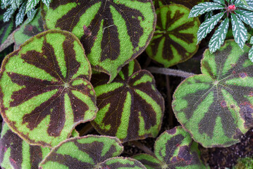 Close-up of Begonia solimutata (Sun Changing Begonia) leaves showing iridescent color shift. Rare...