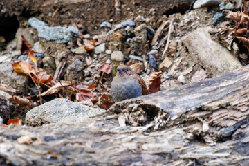 小川で餌を探す綺麗なカワガラス（カワガラス科）
水が得意なので滝の中にも飛び込む
英名学名：Brown Dipper (Cinclus pallasii)
紅葉が美しい。
神奈川県清川村、早戸川林道-2024年 