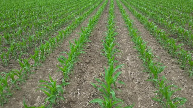 Low-level overflight of a cornfield with young corn plants - Survol &agrave; basse altitude d'un champ de ma&iuml;s avec des jeunes plan de ma&iuml;s
