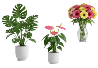 Three diverse plants including monstera, anthurium, and gerberas on a black background