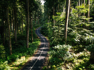 Morning Serenity Aerial View of Scenic Road Through Forest