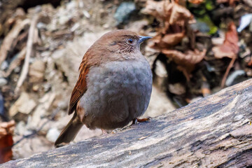小川で餌を探す綺麗なカワガラス（カワガラス科）
水が得意なので滝の中にも飛び込む
英名学名：Brown Dipper (Cinclus pallasii)
紅葉が美しい。
神奈川県清川村、早戸川林道-2024年 