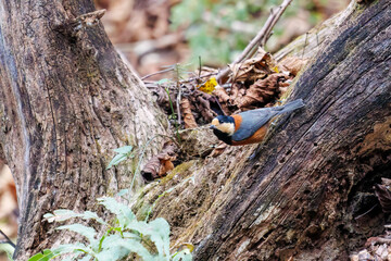 飛び出し飛翔する可愛いヤマガラ（シジュウカラ科）
英名学名：Varied Tit (Sittiparus varius)
紅葉が美しい。
神奈川県清川村、早戸川林道-2024年 