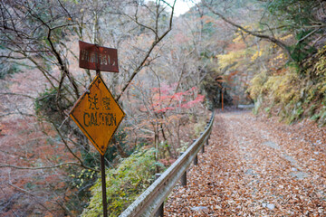 崖上の道なので、路肩が弱いことを注意する標識がある。
紅葉に彩られた美しい宮ヶ瀬湖。
紅葉が美しい。
神奈川県清川村、早戸川林道-2024年
