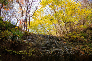 苔むした岩と崖から落ちる美しい小さな滝
紅葉が美しい。
神奈川県清川村、早戸川林道-2024年 