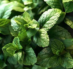 Abundance of Fresh Mint Leaves, Showing their Textured Surface and Green Color