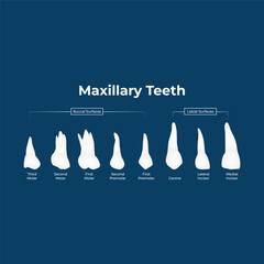 Maxillary Teeth Dental Anatomy and Tooth Identification Vector Illustration