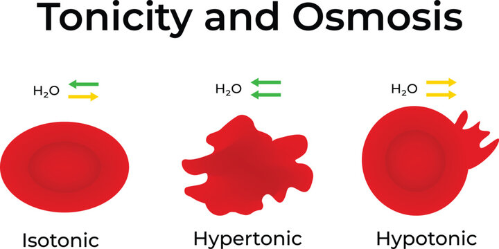 Tonicity and Osmosis Isotonic Hypertonic and Hypotonic Solutions Vector Illustration