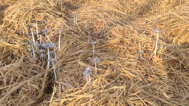A bunch of white mold growing on rice husks in a rice field. Candolleomyces candolleanus, formerly Psathyrella candolleana, is a white mold that grows in soil and grassland rich in organic matter.