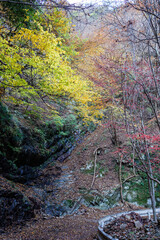 紅葉に彩られた美しい宮ヶ瀬湖。
紅葉が美しい。
神奈川県清川村、早戸川林道-2024年
