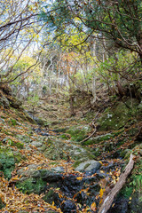 苔むした岩と崖から落ちる美しい小さな滝
紅葉が美しい。
神奈川県清川村、早戸川林道-2024年 
