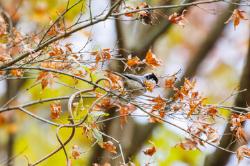 可愛いヒガラ（シジュウカラ科）
英名学名：Coal tit (Periparus ater Linnaeus, family comprising tits).
紅葉が美しい。
神奈川県清川村、早戸川林道-2024年 