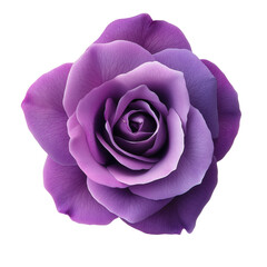beautiful purple rose with delicate petals, isolated on transparency background, symbolizes elegance and grace