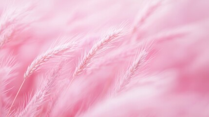 Delicate Pink Grass Stalks Softly Blurred Background