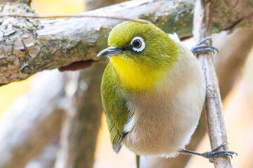 可愛いメジロ（メジロ科）
英名学名：Japanese White Eye, Zosterops Japonica (family Mejiroidea).
紅葉が美しい。
神奈川県清川村、早戸川林道-2024年 