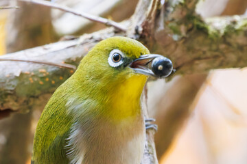 可愛いメジロ（メジロ科）
英名学名：Japanese White Eye, Zosterops Japonica (family Mejiroidea).
紅葉が美しい。
神奈川県清川村、早戸川林道-2024年 