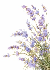 A watercolor lavender bouquet in the right corner, against a white background. This is a high-resolution, detailed and realistic watercolor pencil illustration with a pastel color palette,