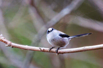 飛び回る可愛いエナガ（エナガ科）
英名学名：long-tailed tit (Aegithalos caudatus)
紅葉が美しい。
神奈川県清川村、早戸川林道-2024年
