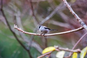 飛び回る可愛いエナガ（エナガ科）
英名学名：long-tailed tit (Aegithalos caudatus)
紅葉が美しい。
神奈川県清川村、早戸川林道-2024年
