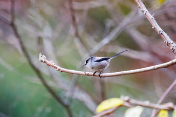 飛び回る可愛いエナガ（エナガ科）
英名学名：long-tailed tit (Aegithalos caudatus)
紅葉が美しい。
神奈川県清川村、早戸川林道-2024年
