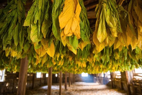 Hanging tobacco leaves in barn for natural drying, Traditional agriculture and quality control in tobacco production, Tobacco farming, Harvest leaf. High quality