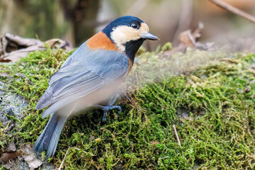 飛び出し飛翔する可愛いヤマガラ（シジュウカラ科）
英名学名：Varied Tit (Sittiparus varius)
紅葉が美しい。
神奈川県清川村、早戸川林道-2024年
