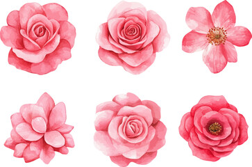 set of pink roses