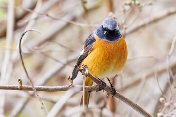 飛び出し飛翔する可愛いジョウビタキ（ヒタキ科）
英名学名：Daurian Redstart (Phoenicurus auroreus)
紅葉が美しい。
神奈川県清川村、早戸川林道-2024年
