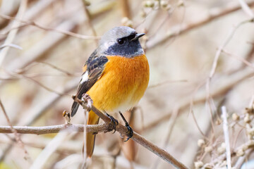 飛び出し飛翔する可愛いジョウビタキ（ヒタキ科）
英名学名：Daurian Redstart (Phoenicurus auroreus)
紅葉が美しい。
神奈川県清川村、早戸川林道-2024年
