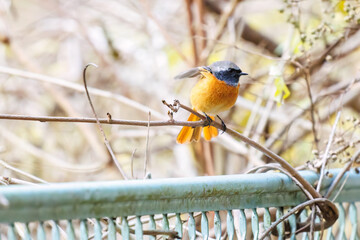 飛び出し飛翔する可愛いジョウビタキ（ヒタキ科）
英名学名：Daurian Redstart (Phoenicurus auroreus)
紅葉が美しい。
神奈川県清川村、早戸川林道-2024年
