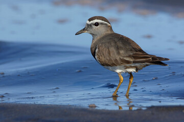 Rufous-chested dotterel (Charadrius modestus) by the beach