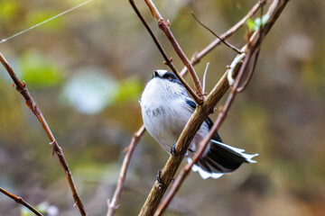 飛び回る可愛いエナガ（エナガ科）
英名学名：long-tailed tit (Aegithalos caudatus)
紅葉が美しい。
神奈川県清川村、早戸川林道-2024年
