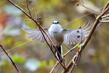 飛び回る可愛いエナガ（エナガ科）
英名学名：long-tailed tit (Aegithalos caudatus)
紅葉が美しい。
神奈川県清川村、早戸川林道-2024年

