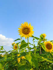 Sunflowers in the field against blue sky	
