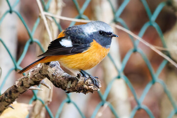 飛び出し飛翔する可愛いジョウビタキ（ヒタキ科）
英名学名：Daurian Redstart (Phoenicurus auroreus)
紅葉が美しい。
神奈川県清川村、早戸川林道-2024年
