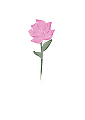 single pink rose