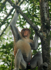 Proboscis Monkey, Nasalis Larvatus or long-nosed monkey, known as the bekantan	
