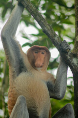 Naklejka premium Proboscis Monkey, Nasalis Larvatus or long-nosed monkey, known as the bekantan 