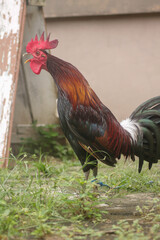 close up of vibrant rooster with blur background	
